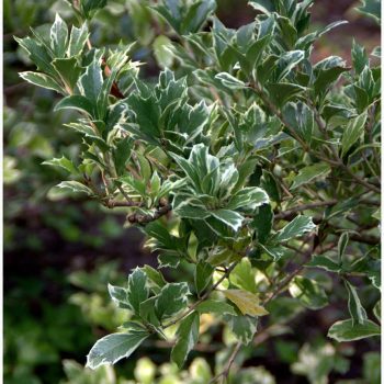 Ilex Variegado | Vivero Multiplant