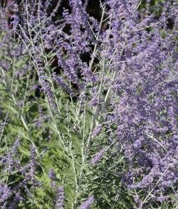 Perovskia atriplicifolia Vivero Multiplant