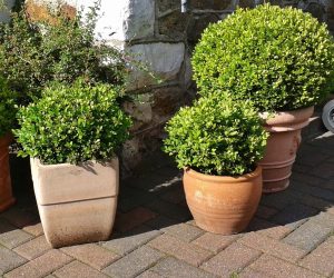 Boj | Vivero Multiplant