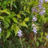 Duranta Repens Viveros Multiplant