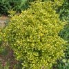 Euonymus Japonicus | Vivero Multiplant