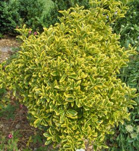 Euonymus Japonicus | Vivero Multiplant