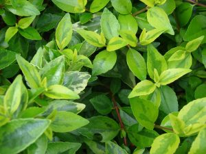 Abelia Grandiflora Kaleidoscope Vivero Multiplant
