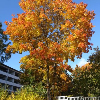 Acer Platanoides | Vivero Multiplant