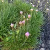 Armeria pseudarmeria | Vivero Multiplant