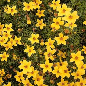 Bidens Vivero Multiplant