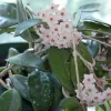 Clepia - Hoya Carnosa | Vivero Multiplant