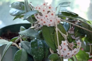 Clepia - Hoya Carnosa | Vivero Multiplant