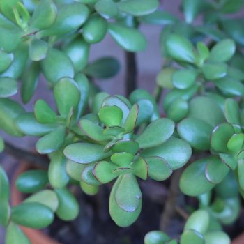 Jade Vivero Multiplant