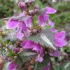 Lamium Maculatum | Vivero Multiplant