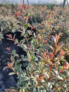 Myrceugenia Variegada - Vivero Multiplant