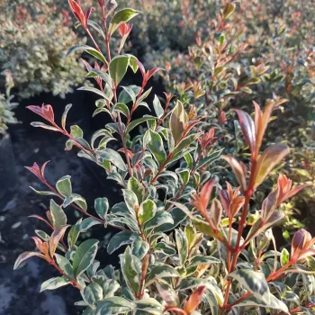 Myrceugenia Variegada - Vivero Multiplant