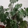 Philodendro Monstera Vivero Multiplant