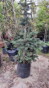 Formato Referencial Abeto | Viveros Multiplant
