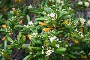 Pittosporum Tobira | Vivero Multiplant