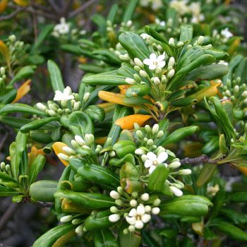 Pittosporum Tobira | Vivero Multiplant