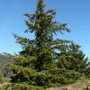 Pseudotsuga Menziesii Vivero Multiplant