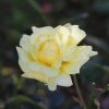 Rosa Banksiae Blanca | Vivero Multiplant