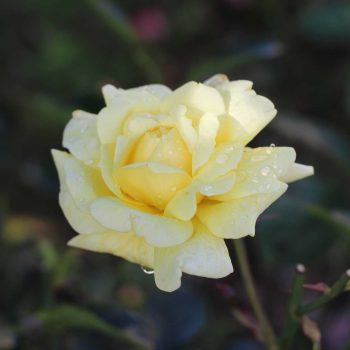 Rosa Banksiae Blanca | Vivero Multiplant