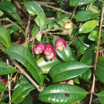 Syzygium Australe Vivero Multiplant