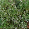 Thymus Vulgaris L. | Vivero Multiplant