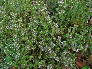 Thymus Vulgaris L. | Vivero Multiplant