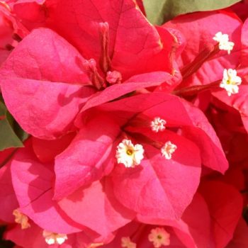 Buganvilla | Vivero Multiplant