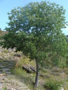 Celtis Australis | Vivero Multiplant