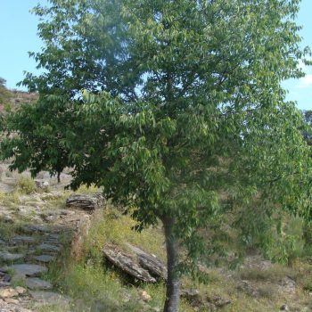 Celtis Australis | Vivero Multiplant