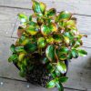 Coprosma Repens x Hibrido Viveros Multiplant