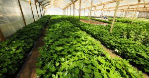 Galería imágenes Multiplant