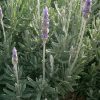 Lavanda Francesa | Vivero Multiplant