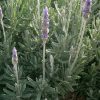 Lavanda Francesa | Vivero Multiplant