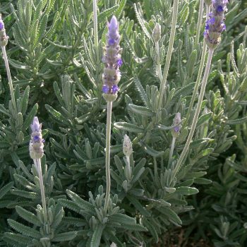 Lavanda Francesa | Vivero Multiplant