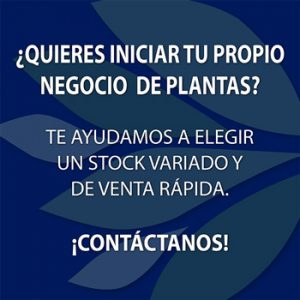 Viveros Multiplant Mayoristas