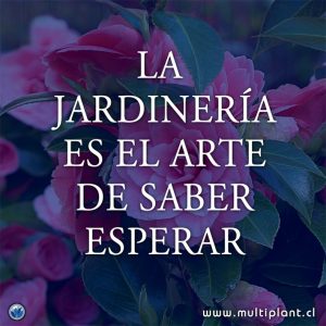 Multiplant Vivero de plantas ornamentales, La jardinería es el arte de saber esperar