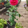 Rosal Pitimini - Rosa Nana | Vivero Multiplant