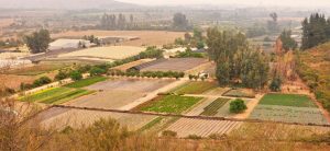Vista de áreas de producción vivero Multiplant de Olmué
