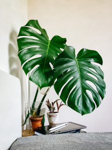 Monstera deliciosa | Viveros Multiplant