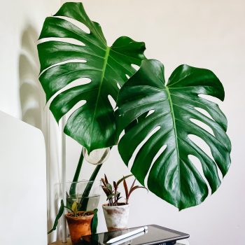 Monstera deliciosa | Viveros Multiplant