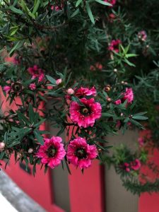 Leptospermum Vivero Multiplant