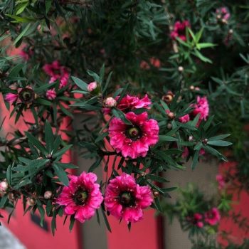 Leptospermum Vivero Multiplant