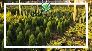 Vivero Freire Multiplant IX Región