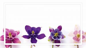 Vivero Multiplant Despacho Gratis