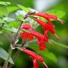 Salvia coccinea Vivero Multiplant