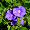 Convolvulus sabatius Vivero Multiplant