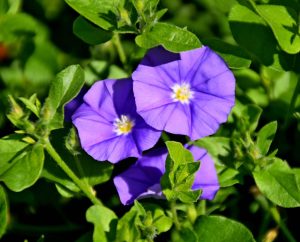 Convolvulus sabatius Vivero Multiplant