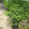 Picea Vivero Multiplant