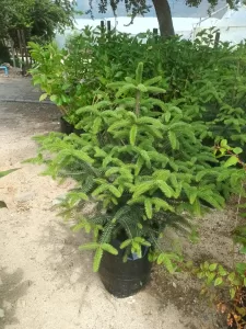 Picea Vivero Multiplant