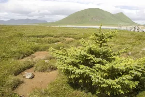 Picea | Viveros Multiplant